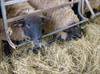 bpi sheep 1