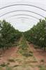 polytunnel 1