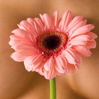 Breast Health