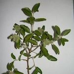 Soapbark tree