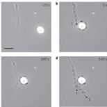 Time-lapse image of vaterite particle