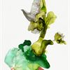 Julie Evans - Wild Garden #1, 2011
