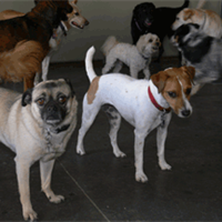 Dogs playing at Camp Bow Wow