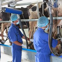 Milking in Macro Dairy state-of-the-art milking chamber