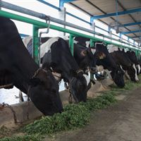 Women Dairy Entrepreneur Cows at Macro Dairy