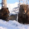 Kodiak björnungarna