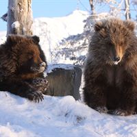 Kodiak björnungarna