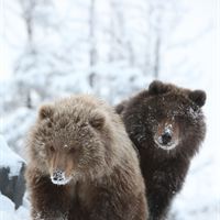 Kodiak 2