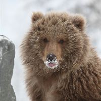 Kodiak