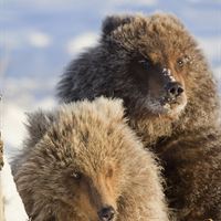Kodiak Pressbild 2 D Lindstrand