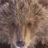 Kodiak Pressbild 1 D Lindstrand