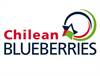 Chilean Blueberries Logo