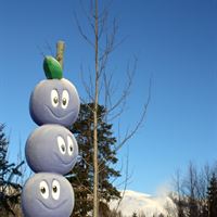 Blåbärskompisar