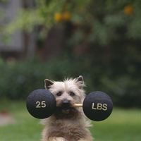 Incredible Small Dog