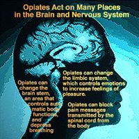 Oxycontin & Painkillers effects