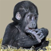 Meisie the Western Lowland Gorilla