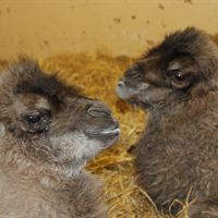 Camel calves 2