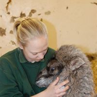 Camel calf with senior large mammal keeper Sofie Haugaard