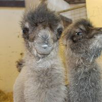 Camel calves
