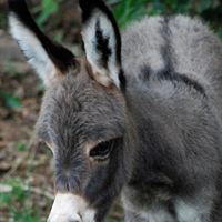 Leah the miniature donkey foal