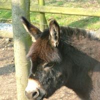 Danny the daddy donkey