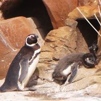 Penguin chick three