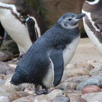 Penguin chick two