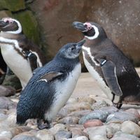 Penguin chick one