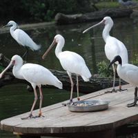 Residents in the new aviary