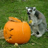 A Lemur at Halloween