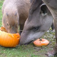 Capybara (left) and Tapir at Halloween