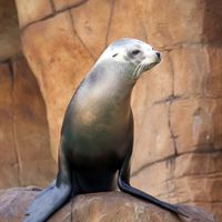 Lynne's sealion image