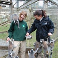 Meet the lemurs