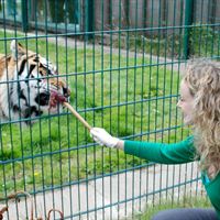 Big cat encounter