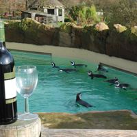 Really Wild Wine