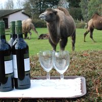 Really Wild Wine