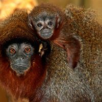 Red Titi monkey