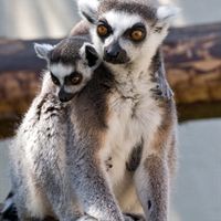 Baby lemur