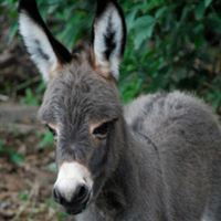 Donkey Foal