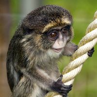 Debrazza monkey baby