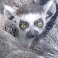 Lemur baby