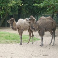 Young camels