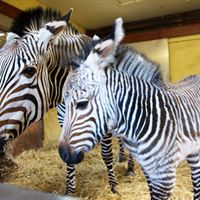 Zebra foal