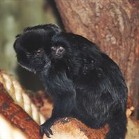 Geoldis monkey