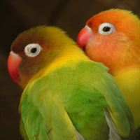 Lovebirds