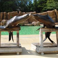 sea lions kiss
