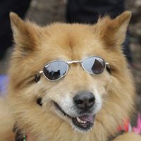 2011 Beggin' Pet Parade