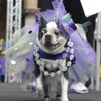 2011 Beggin' Pet Parde