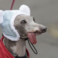 2011 Beggin' Pet Parade
