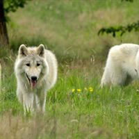 Arctic wolf cubs arrive in the UK